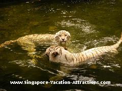 white tiger swimming